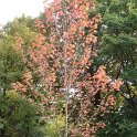 Acer x freemanii 'Autumn Blaze' automne